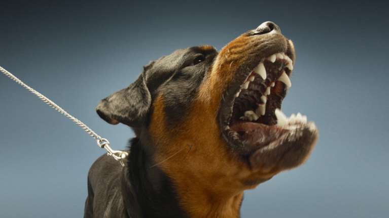 Μαρτυρίες-σοκ για τα Ροτβάιλερ που σκότωσαν τον 5χρονο