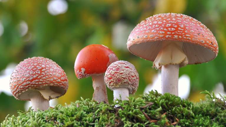 Χαλκιδική: Τρεις συλλήψεις για καλλιέργεια παραισθησιογόνων μανιταριών