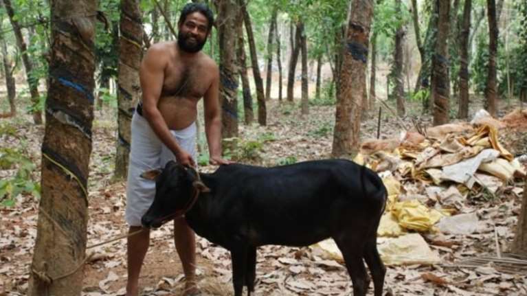 Αγελάδες - μινιατούρες στη μάχη για την υπερθέρμανση του πλανήτη