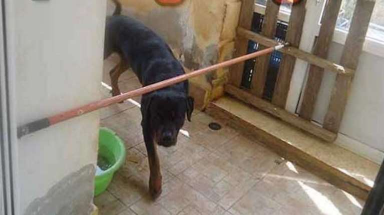 Κοζάνη: Το σπίτι &amp; οι μαρτυρίες των ιδιοκτητών για τα ροτβάιλερ