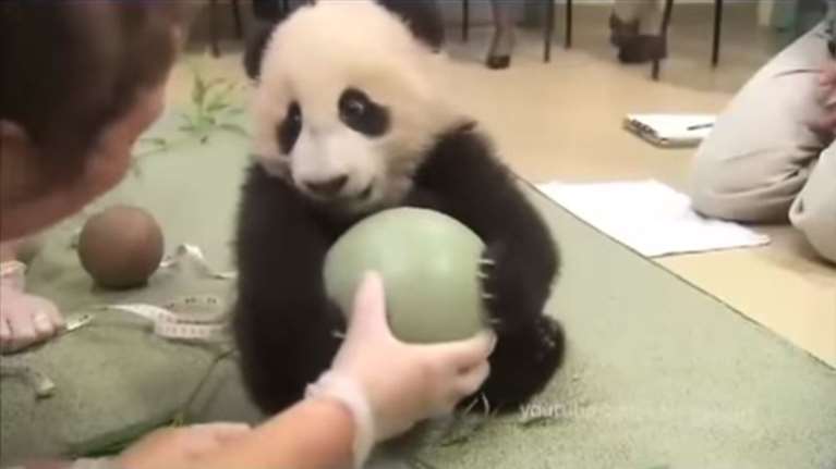 Το μικρό Panda που δεν αποχωρίζεται την μπάλα του