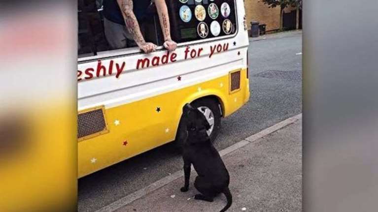 Αυτός ο σκύλος περιμένει υπομονετικά να φάει παγωτό