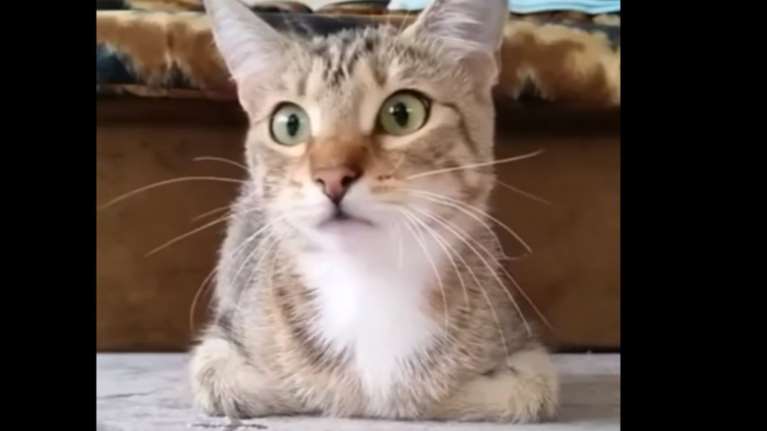 Οι απίστευτες αντιδράσεις ενός γατιού που βλέπει θρίλερ του Χίτσκοκ