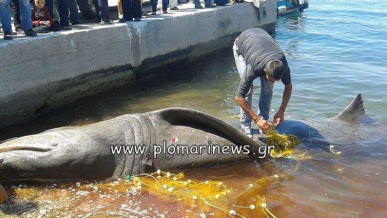 Βρήκαν καρχαριοειδές μήκους 7.4 μέτρων στη Λέσβο-φωτο
