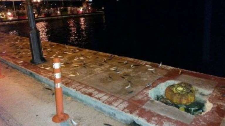 Στην Πρέβεζα βγήκαν τα ψάρια στη στεριά