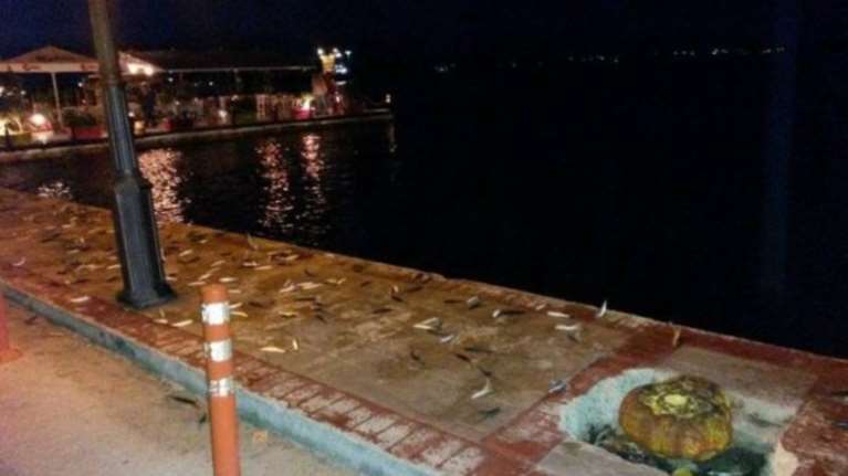 Βρέχει ...σαρδέλες στην Πρέβεζα: Βγήκαν στη στεριά!