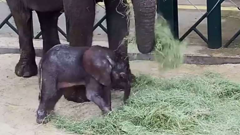 Ενα ελεφαντάκι γεννήθηκε σε ζωολογικό κήπο του Ντάλλας
