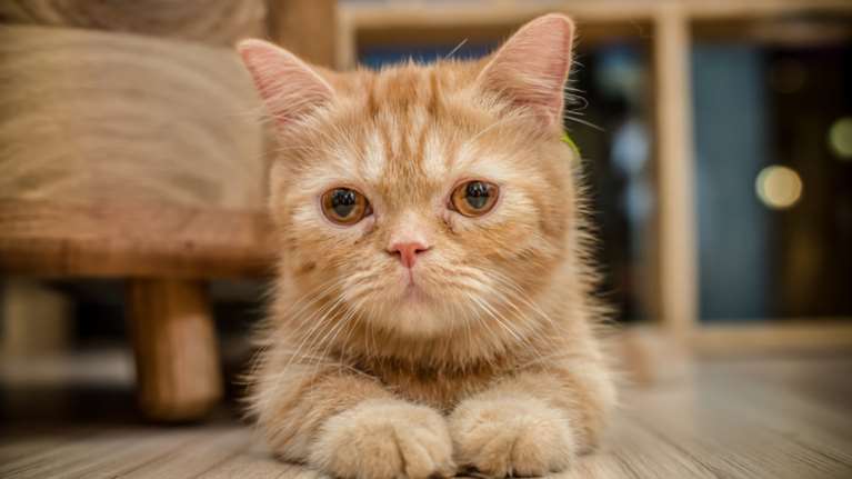 Τέλος οι φωτογραφίες με γάτες στη Σαουδική Αραβία- δείτε γιατί