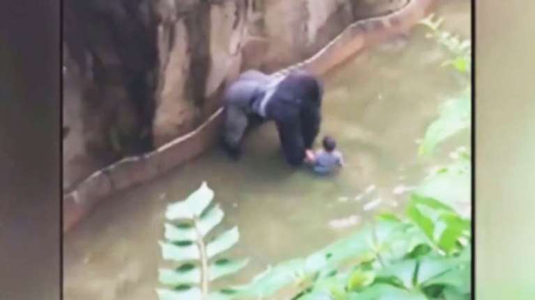 Σκότωσαν γορίλα όταν πλησίασε έναν 4χρονο που έπεσε στο κλουβί του - ΒΙΝΤΕΟ