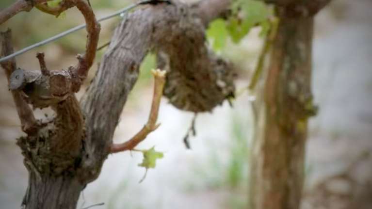 Τεράστιες καταστροφές στους γαλλικούς αμπελώνες από το χαλάζι - ΒΙΝΤΕΟ