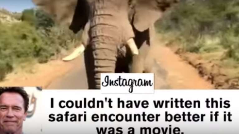 Ελέφαντας επιτέθηκε στον Σβαρτσενέγκερ-δείτε το βίντεο