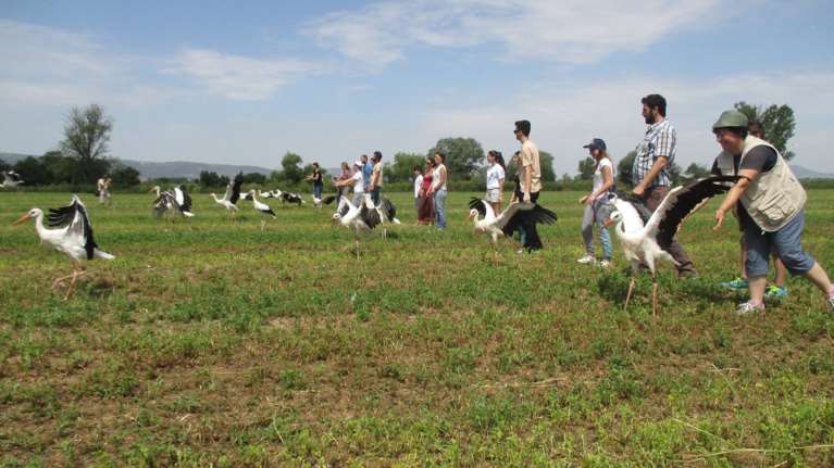 Ελεύθεροι ξανά οι 18 πελαργοί που τραυματίστηκαν