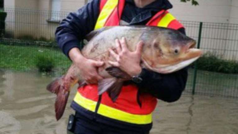 Τα ψάρια βγήκαν (;) στη στεριά στο Παρίσι-απίστευτη φωτο