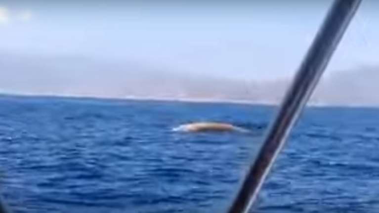 Φάλαινα έκανε... βουτιές στην Κρήτη- VIDEO