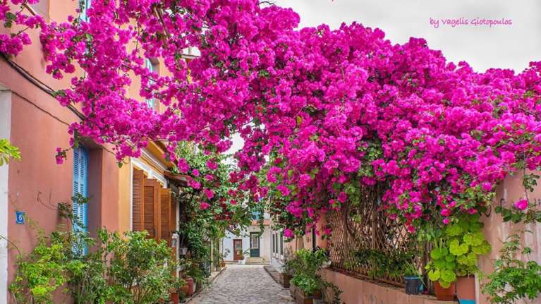 Πρέβεζα, η πόλη της βουκαμβίλιας σε 7 υπέροχες εικόνες