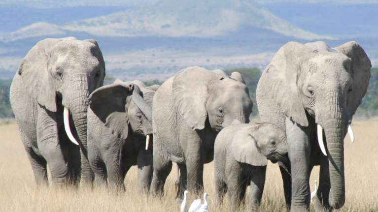 Εντοπίστηκε φορτίο ελεφαντόδοντου αξίας 9,5 εκατ. δολ