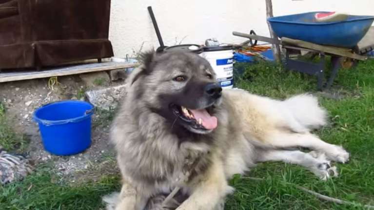 Σκυλιά κατασπάραξαν τεχνικό κεραιών στην Κομοτηνή