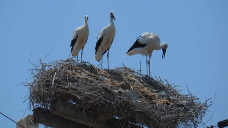 Δείτε ποιο ελληνικό χωριό βραβεύτηκε για τους πελαργούς