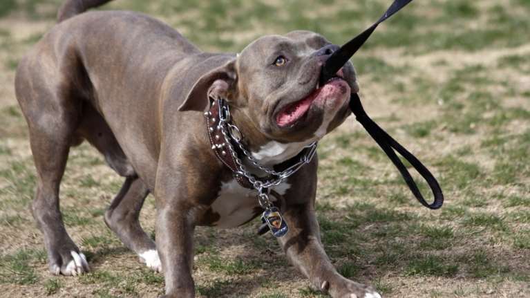 Πιτ μπουλ ξέφυγε από 15χρονο και δάγκωσε 11χρονη