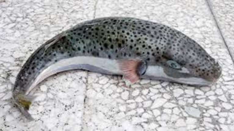 Φόβος και τρόμος οι λαγοκέφαλοι στην Κρήτη