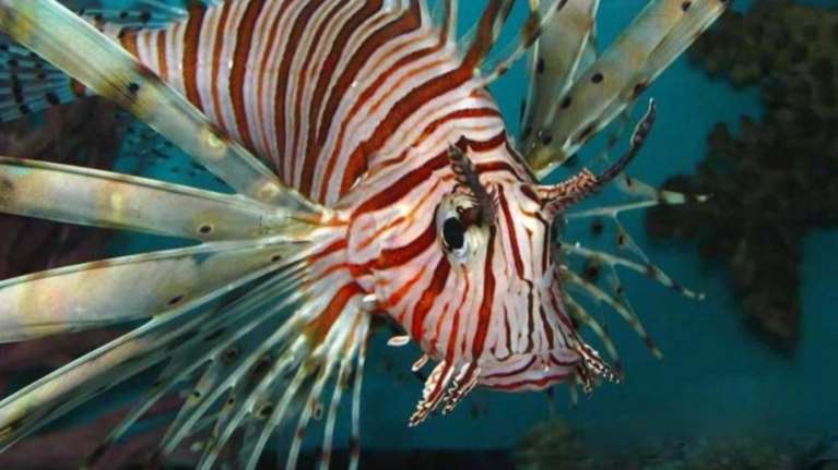 «Απειλή» για το Αιγαίο το λιονταρόψαρο που «εισβάλει» από το Σουέζ