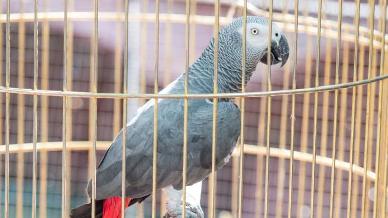 Ως μάρτυρας σε δίκη για φόνο μπορεί να κληθεί ο παπαγάλος του θύματος