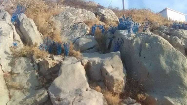 Η Ύδρα γέμισε μικρά μπλε λουλούδια στο δρόμο προς το Μανδράκι