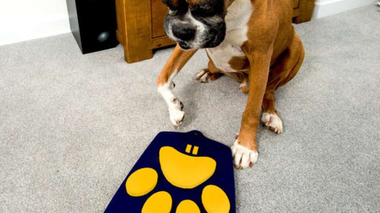 Κυκλοφορεί! Το πρώτο τηλεκοντρόλ για σκύλους