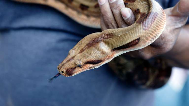 Τρόμος σε τρένο: Νεαρός ταξίδευε μαζί με έναν πύθωνα