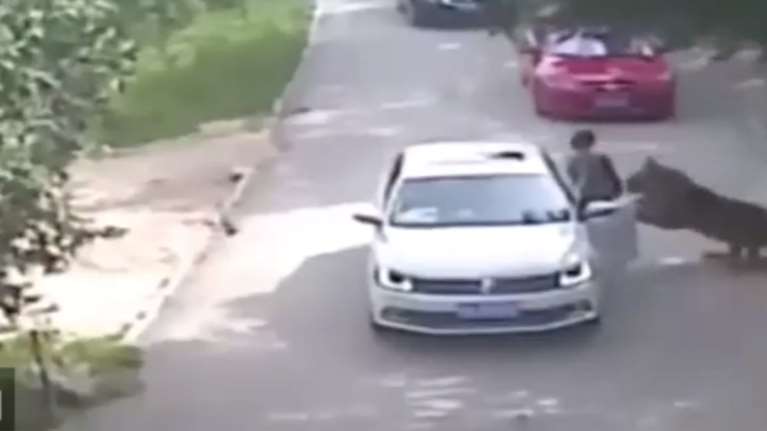 Βίντεο- σοκ: Τίγρης σκοτώνει γυναίκα σε πάρκο