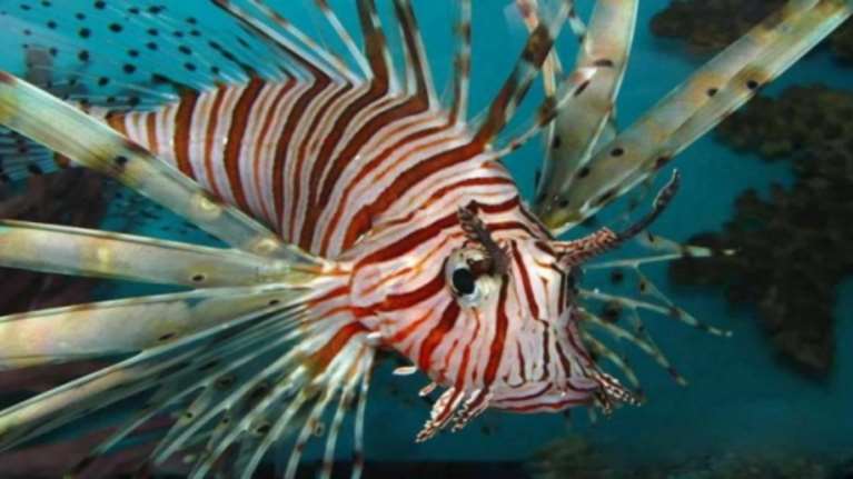 Το δηλητηριώδες ψάρι λεοντόψαρο εμφανίστηκε στα νερά της Κρήτης