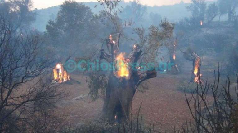 Μητροπολίτης Χίου: Το10% από το παγκάρι σε πυρόπληκτους μαστιχοπαραγωγούς