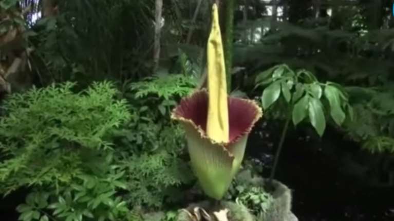 Σπάνιο φυτό άνθισε για πρώτη φορά μετά από 80 χρόνια -ΒΙΝΤΕΟ