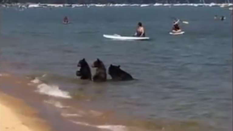 Αρκούδα και τα αρκουδάκια της κάνουν μπάνιο σε πολυσύχναστη λίμνη