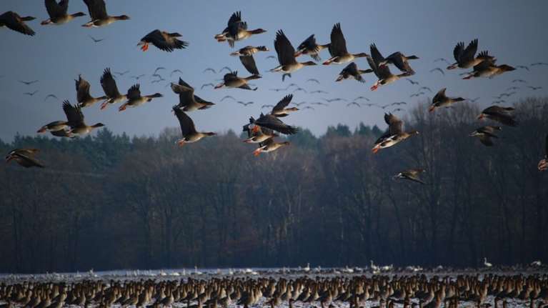 Τα πουλιά πετάνε... κοιμισμένα