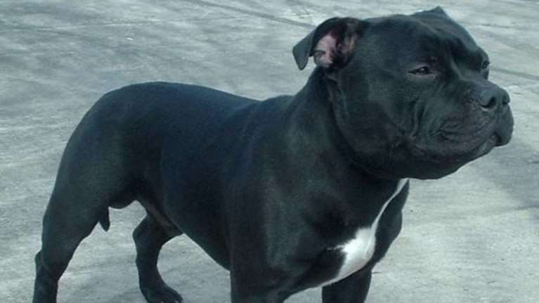 Αδέσποτο πίτμπουλ αναστάτωσε το κέντρο της Λαμίας