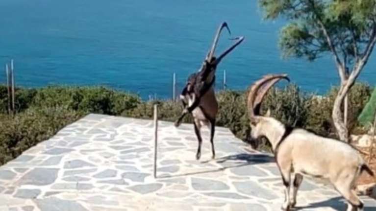 Δυο αγρίμια της Κρήτης δίνουν μάχη για το καλαμπόκι