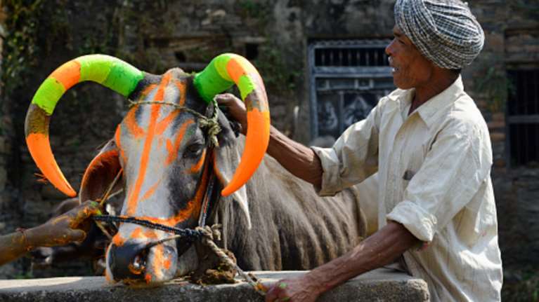 Βάφουν φωσφοριζέ τα κέρατα αγελάδων λόγω τροχαίων!