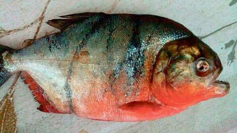 Ψάρεψαν κόκκινα πιράνχας του Αμαζονίου στη Δοϊράνη!