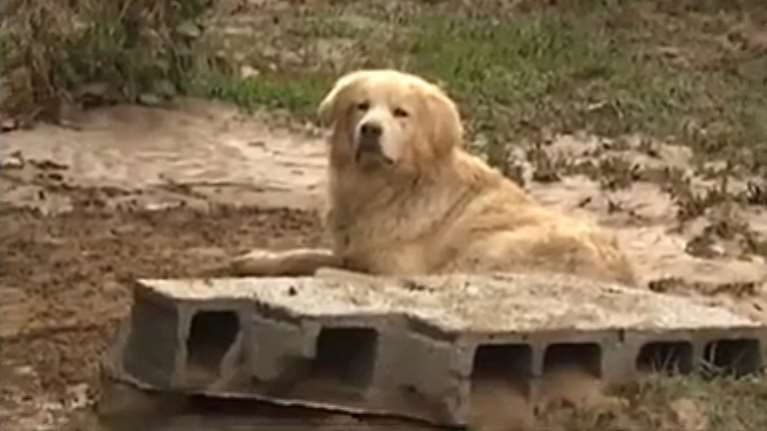 Λακωνία: Σκύλος δεν άφηνε τους διασώστες να πάρουν το νεκρό αφεντικό του
