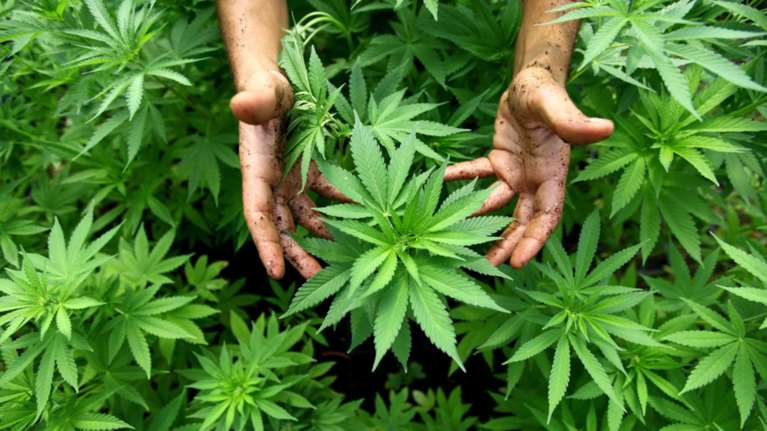 Απίστευτο: Βρήκαν καλλιέργεια χασίς σε ...κέντρο της παραλιακής