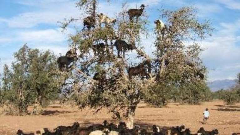 Ο Καμμένος τρολάρει τον Καλογρίτσα για τα βοσκοτόπια