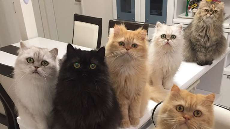 Τι συμβαίνει όταν 12 γάτες Περσίας βρίσκονται στο ίδιο σπίτι