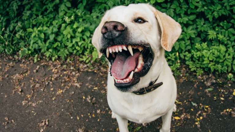 Αγρια επίθεση σκύλου στο Εσσεξ, κατασπάραξε βρέφος