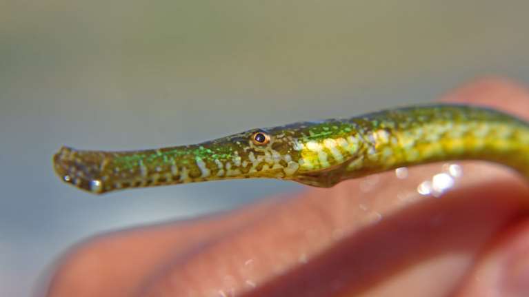 Περιέργο ψάρι από την Ερυθρά Θάλασσα βρέθηκε σε παραλία στο Ναύπλιο!