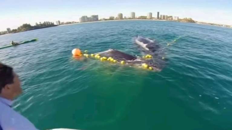 Φάλαινα σώζει το παιδί της που πιάστηκε σε δίχτυα στην Αυστραλία