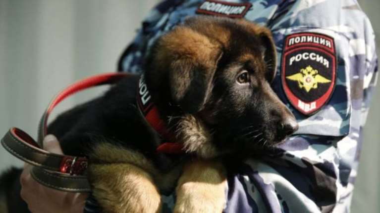 Αυτό είναι το κουτάβι που χάρισε η Ρωσία στη Γαλλία