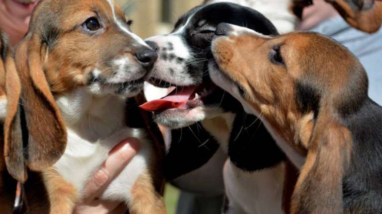 Δείτε τα πρώτα κουτάβια του σωλήνα!