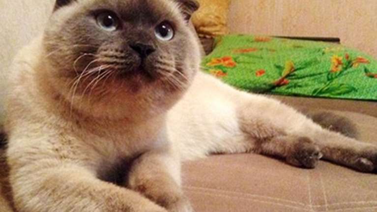 Πολίτες στη Σιβηρία θέλουν για δήμαρχο ένα γάτο!