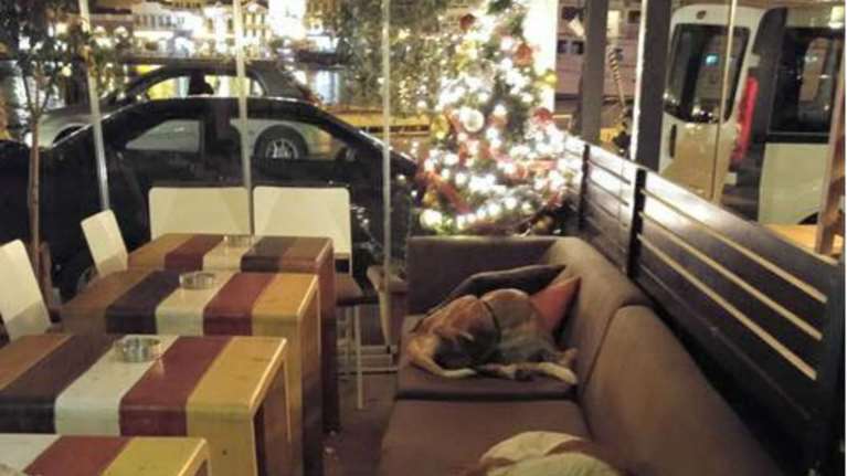 Αυτό το ελληνικό cafe στη Λέσβο αφήνει τα αδέσποτα να κοιμούνται μέσα